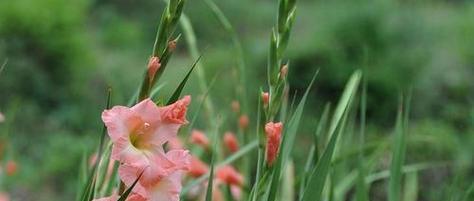 葱兰花的花语有哪些含义？