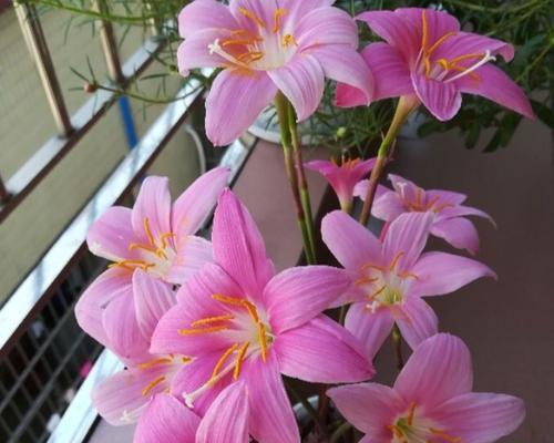 葱兰花的花语有哪些含义？