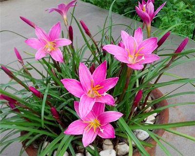 葱兰花的花语有哪些含义？