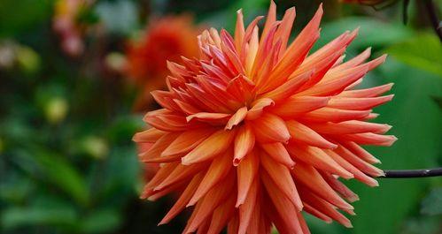 翠菊花语是什么意思？翠菊代表了哪些情感？