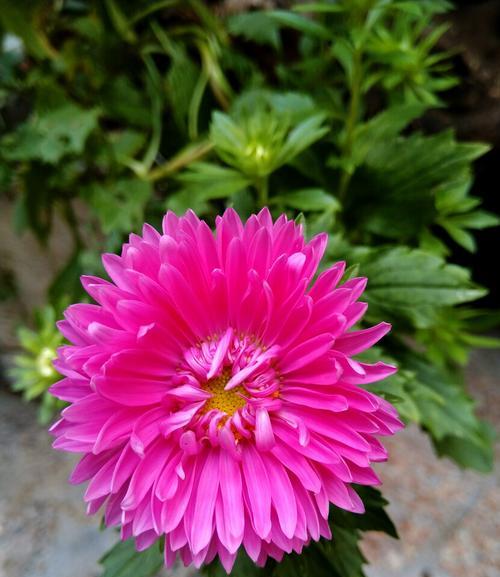 翠菊花语是什么意思？翠菊代表了哪些情感？