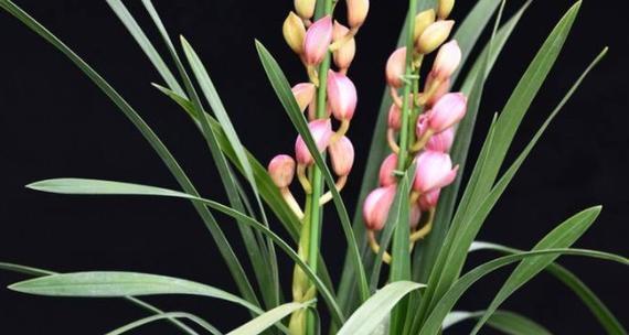 大花蕙兰的花语是什么？如何正确解读大花蕙兰的含义？