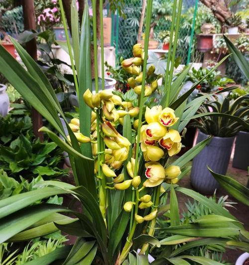 大花蕙兰的花语是什么？如何正确解读大花蕙兰的含义？