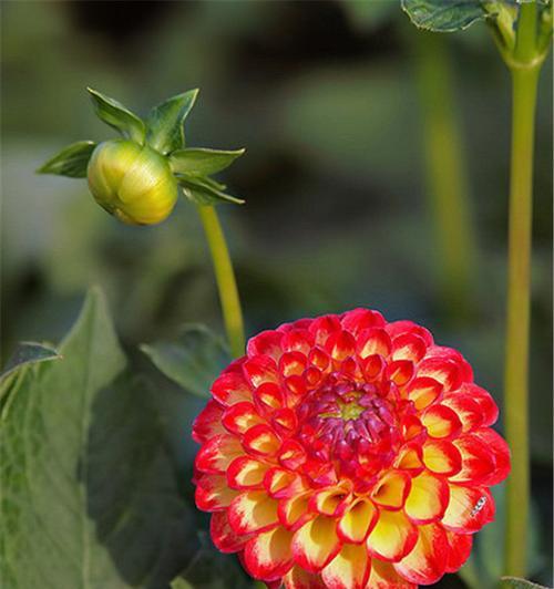 大丽花花语有哪些含义？