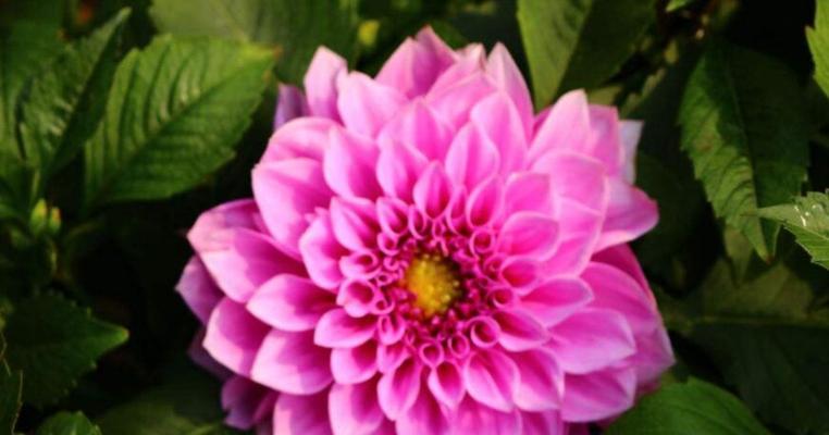 大丽花象征什么？大丽花的寓意有哪些常见问题？