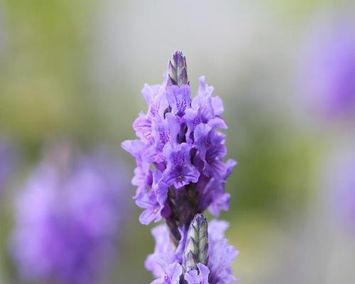 代表高冷孤傲的花有哪些？它们的花语是什么？