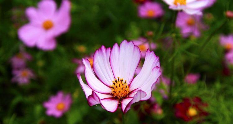 代表高冷孤傲的花有哪些？它们的花语是什么？