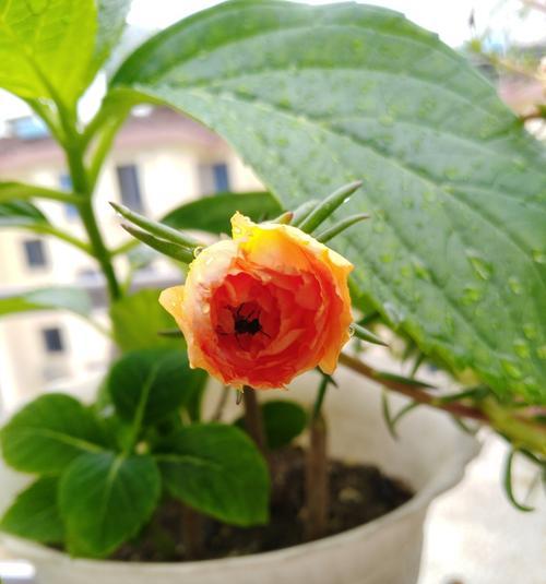 代表友情的花花是什么意思？如何正确选择和养护？