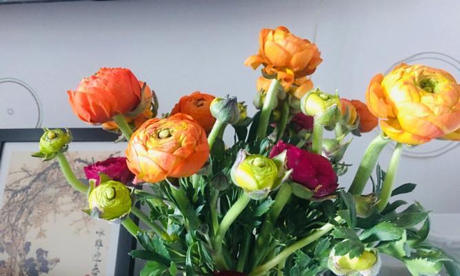 代表友情的花花是什么意思？如何正确选择和养护？