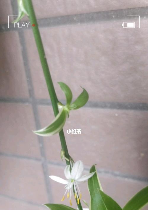吊兰开花代表什么？吊兰开花的寓意和象征是什么？