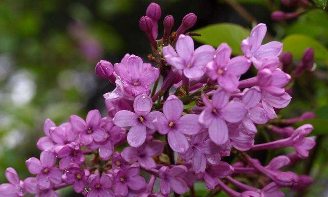 丁香花的花语是什么？如何用丁香花表达情感？
