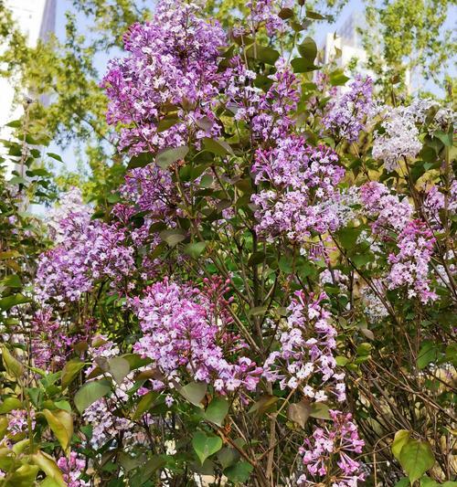 丁香花代表什么？丁香花的花语有哪些含义？
