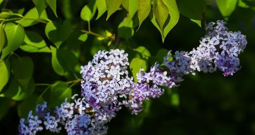 丁香花代表什么意思？丁香花的象征意义有哪些？