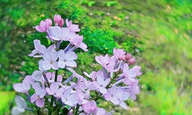 丁香花代表什么意思？丁香花的象征意义有哪些？