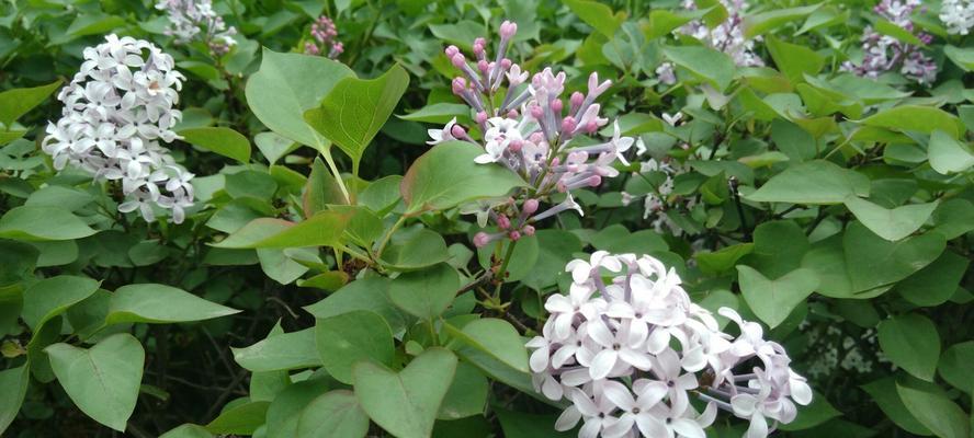 丁香花花语是什么？丁香花代表了哪些含义？