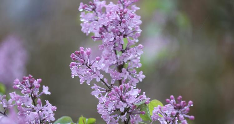 丁香花花语是什么？丁香花代表了哪些含义？