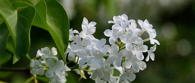 丁香花象征着什么？丁香花花语有哪些含义？