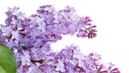 丁香花象征着什么？丁香花花语有哪些含义？