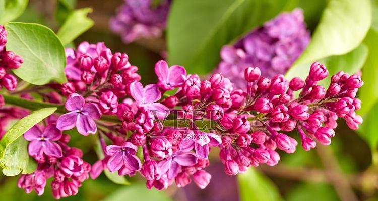 丁香花的寓意是什么？如何用丁香花表达情感？