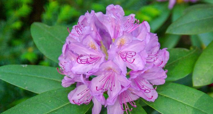 杜鹃花象征着什么？杜鹃花的花语有哪些常见问题？