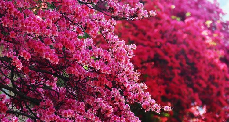 杜鹃花象征着什么？杜鹃花的花语有哪些常见问题？