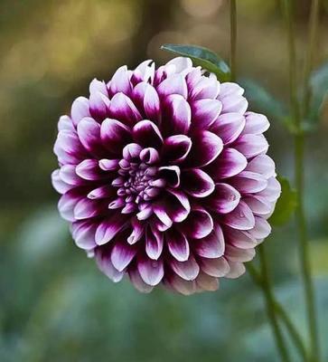 多年生草本植物代表什么意思？如何区分常见类型？