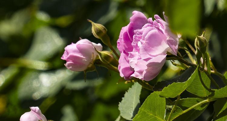 粉红蔷薇花花语是什么？黄色蔷薇花花语又代表什么？