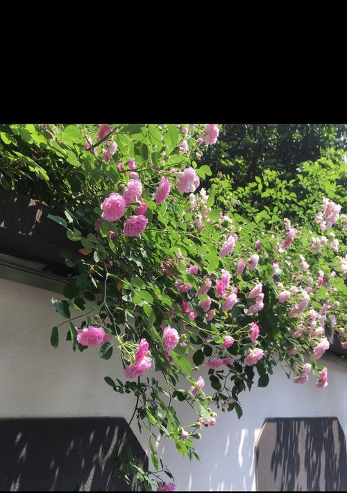 粉红蔷薇花花语是什么？黄色蔷薇花花语又代表什么？