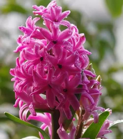 粉红色风信子的花语是什么？粉红色风信子代表什么含义？