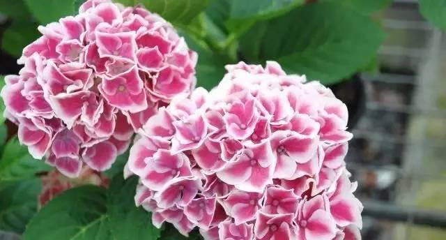 粉红色绣球花代表浪漫与美满吗？