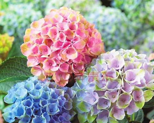 粉红色绣球花代表浪漫与美满吗？