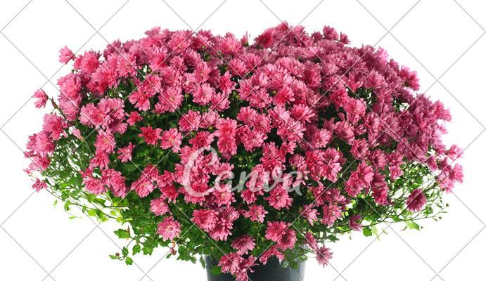 粉色菊花代表什么？粉色菊花的花语有哪些含义？