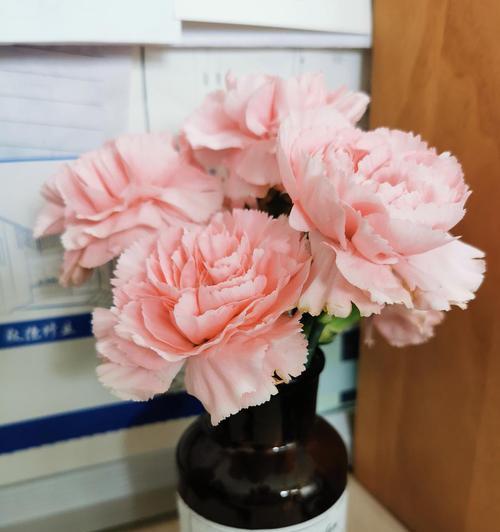 粉色康乃馨代表什么？粉色康乃馨的花语有哪些含义？