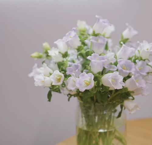 风铃花的花语是什么？有哪些关于风铃花的美丽传说？