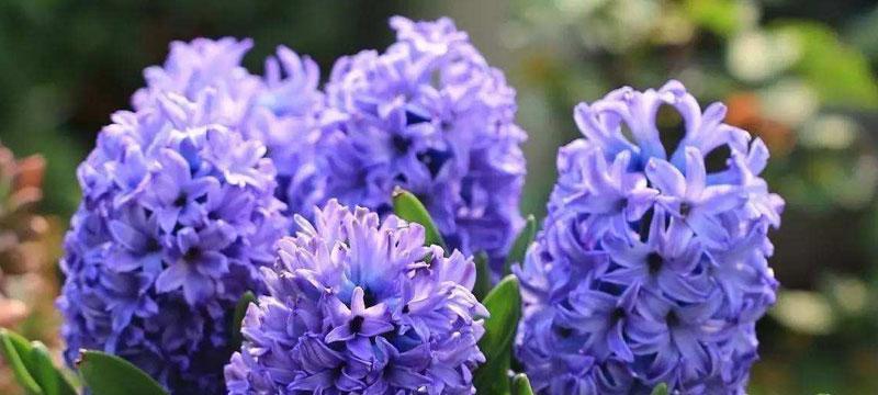风信子的花语和寓意有哪些常见误解？