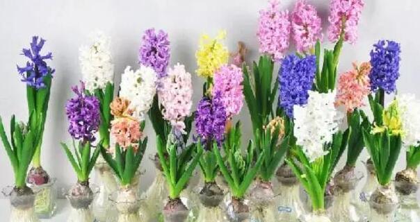 风信子的花语象征是什么？寓意有哪些？