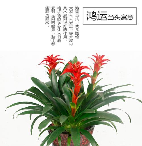 凤梨花的寓意是什么？如何正确理解凤梨花的象征意义？