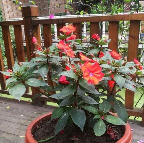 凤仙花的花语有哪些含义？