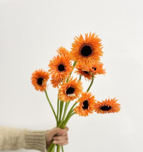 扶郎花的花语是什么？扶郎花代表了哪些含义？