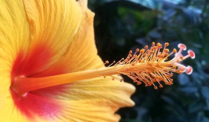 扶桑花的花语是什么？如何正确解读扶桑花的含义？