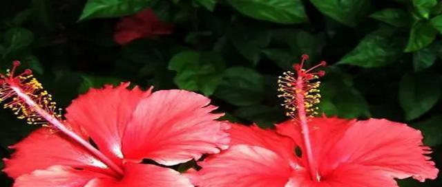 扶桑花代表什么？扶桑花的寓意和象征有哪些？