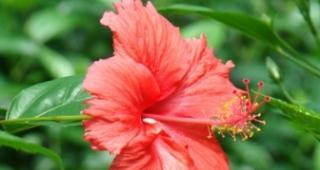 扶桑花代表什么？扶桑花的花语有哪些含义？