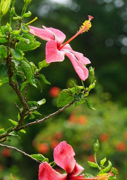 扶桑花代表什么？扶桑花的花语有哪些含义？