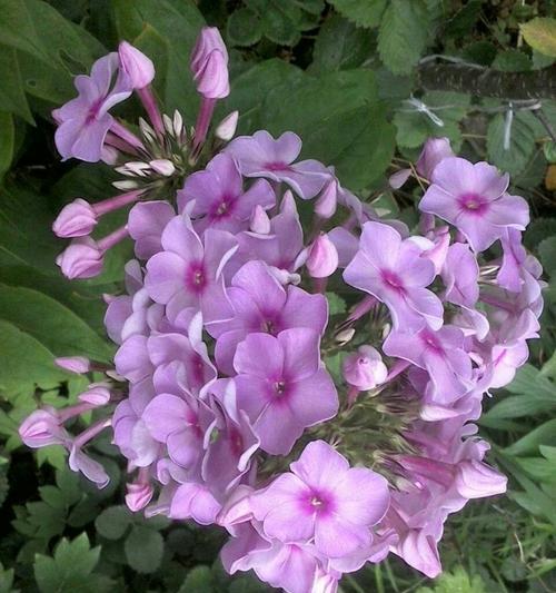 福禄考花语代表什么含义？