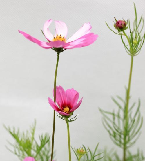 格桑花的花语是什么？如何表达对亲人的思念？