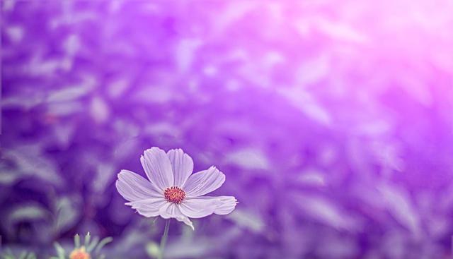 格桑花代表什么？格桑花的花语有哪些含义？