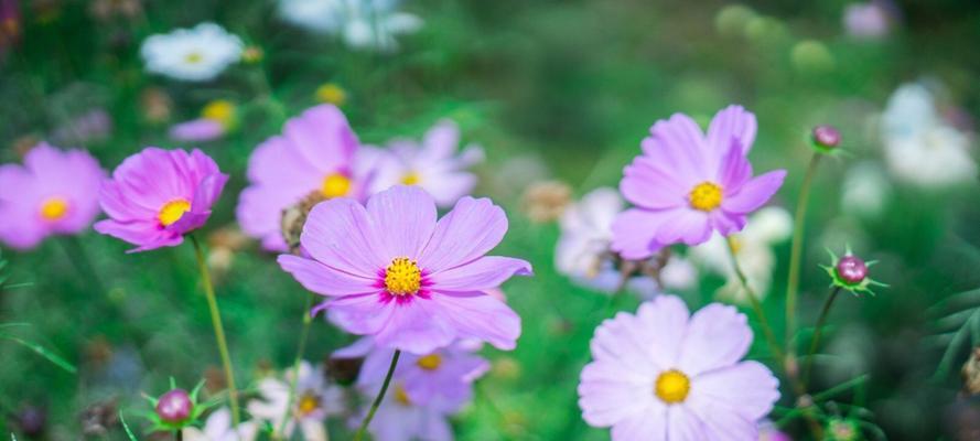 格桑花花语有哪些含义？
