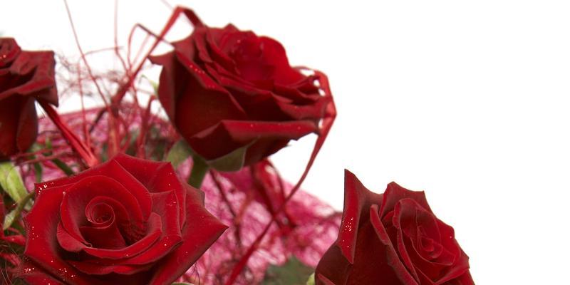 各种玫瑰花颜色代表什么？不同颜色玫瑰花的含义是什么？