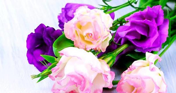 桔梗花有哪些颜色？不同颜色的桔梗花语是什么？