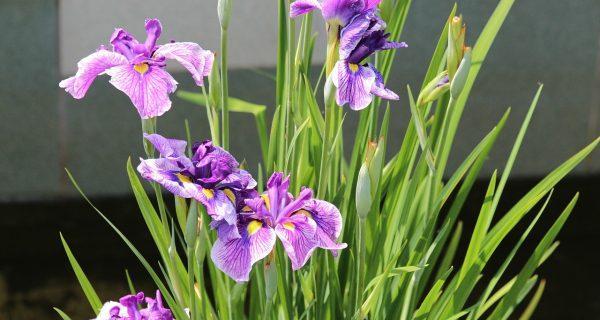 鸢尾花花语是什么？鸢尾花的象征意义有哪些？